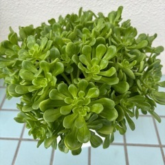 多肉植物の画像