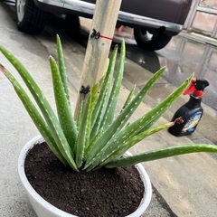 アロエベラ３株の画像