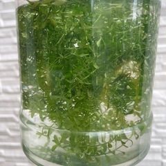 パールグラス　水草の画像