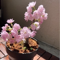 桜 盆栽の画像