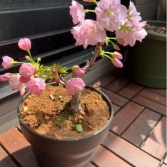 桜 盆栽の画像