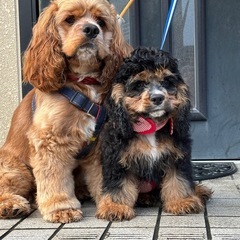 わんにゃんフェス出店者募集