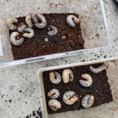 幼虫、虫かごの画像