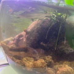 コリドラス(アエネウス)と青コリドラスの画像