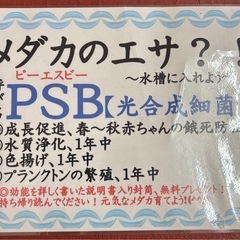 メダカ、雨の日に☔️の画像