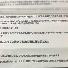 メダカ、雨の日に☔️の画像