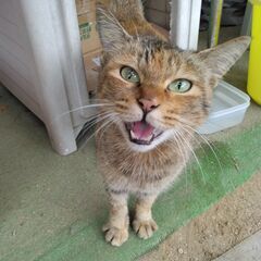 さび猫（麦わら猫）を保護しました　10/28追記あり