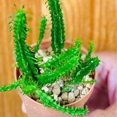 先着順！ユーフォルビア姫麒麟！育てやすい観葉植物の画像