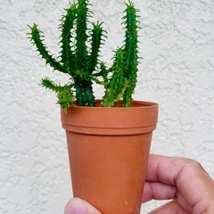 先着順！ユーフォルビア姫麒麟！育てやすい観葉植物の画像