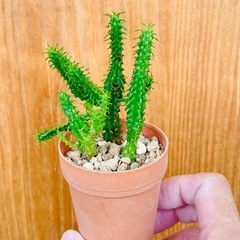 先着順！ユーフォルビア姫麒麟！育てやすい観葉植物の画像