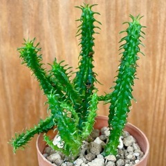 先着順！ユーフォルビア姫麒麟！育てやすい観葉植物の画像