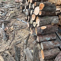 お話し中　玉切り　針葉樹の画像