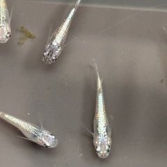(受け渡し者決定)ネプチューンメダカ　10匹　④の画像
