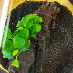 アクアリウム　流木　みずくさ水草の画像