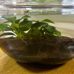 アクアリウム　流木　みずくさ水草の画像
