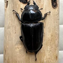【♂84.9】能勢SR血統オオクワガタ新成虫ペア+オマケ♀【♀55.4】の画像