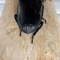 【♂84.9】能勢SR血統オオクワガタ新成虫ペア+オマケ♀【♀55.4】の画像