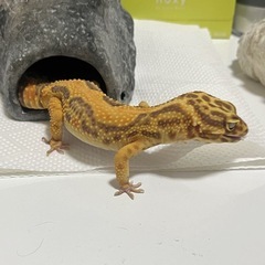 ヒョウモントカゲモドキ