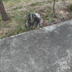 庭石の画像