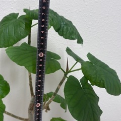 観葉植物　ウンベラータ　曲がりあり　鉢付きの画像