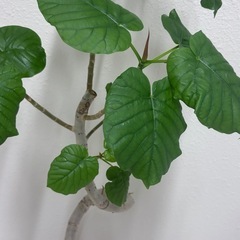 観葉植物　ウンベラータ　曲がりあり　鉢付きの画像