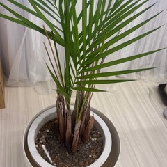 観葉植物　大　植木鉢付きの画像