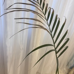 観葉植物　大　植木鉢付きの画像