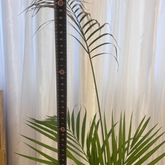 観葉植物　大　植木鉢付きの画像