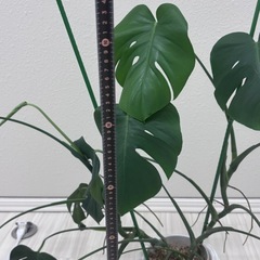 モンステラ　観葉植物　の画像