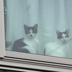 保護猫🐱里親　♀♂2匹