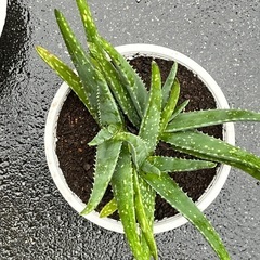 アロエベラ　３株の画像