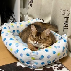 アイリスオーヤマ　ペット用ベッド　夏用接触冷感の画像