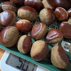 揖斐川町の生栗の画像