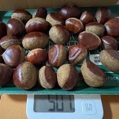 揖斐川町の生栗の画像
