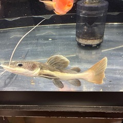 【熱帯魚】レッドテールの画像