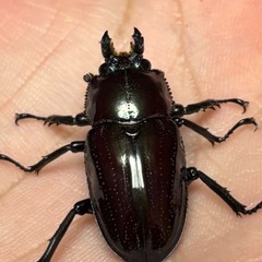 ニジイロクワガタ 紫紺ペアの画像