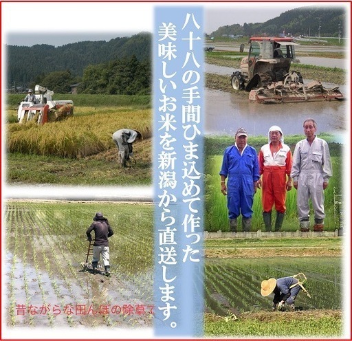 令和7年産　減農薬　新潟こしひかり玄米30kg　新潟県三条市旧しただ村産　減農薬　特別栽培米100%白雪美人　グルテンフリー　送料無料