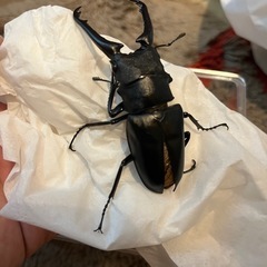 ギラファノコギリクワガタ（ケイスケ
）の画像