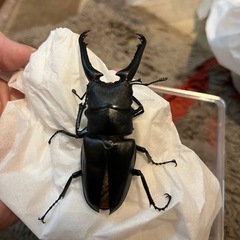 ギラファノコギリクワガタ（ケイスケ
）の画像