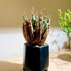 大放出！陶器鉢付！発根済み希少種【陽炎】アガベエボリスピナの画像