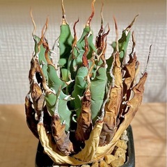 大放出！陶器鉢付！発根済み希少種【陽炎】アガベエボリスピナの画像