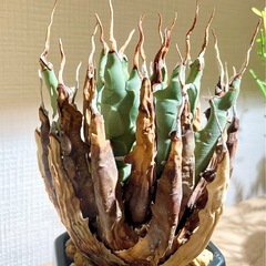 大放出！陶器鉢付！発根済み希少種【陽炎】アガベエボリスピナの画像