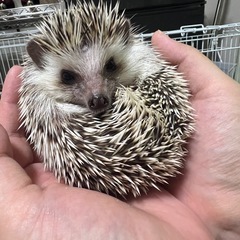 ハリネズミ