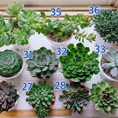 多肉植物 大苗 寄せ植え ガーデニングの画像