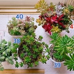 多肉植物 大苗 寄せ植え ガーデニングの画像