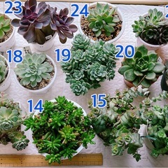 多肉植物 大苗 寄せ植え ガーデニングの画像