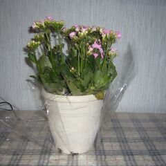 鉢植お花　ニューカランコエの画像