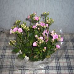 鉢植お花　ニューカランコエの画像