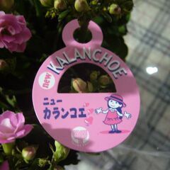 鉢植お花　ニューカランコエの画像