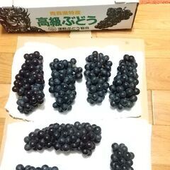 つるたスチューベン ７房の画像